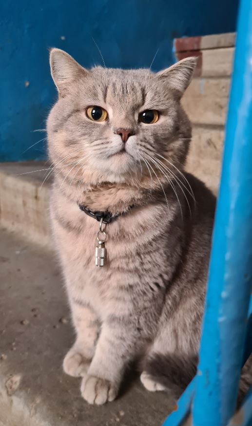 Котовторник же!