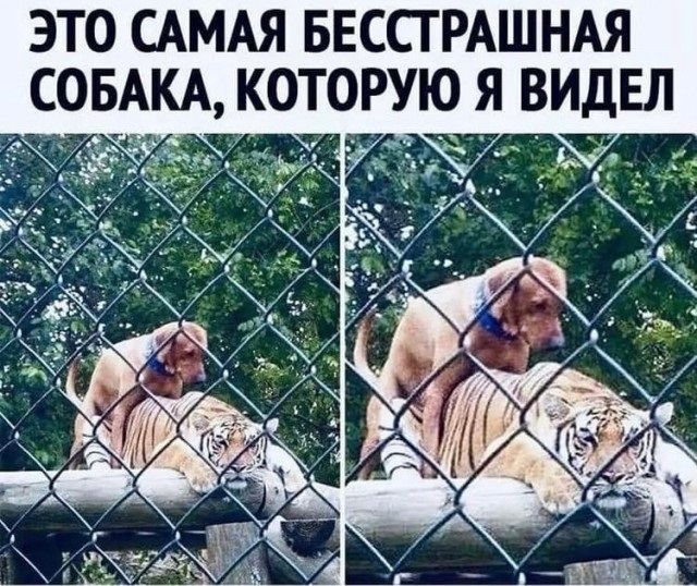 Картинки и мемы для настроения  - 25