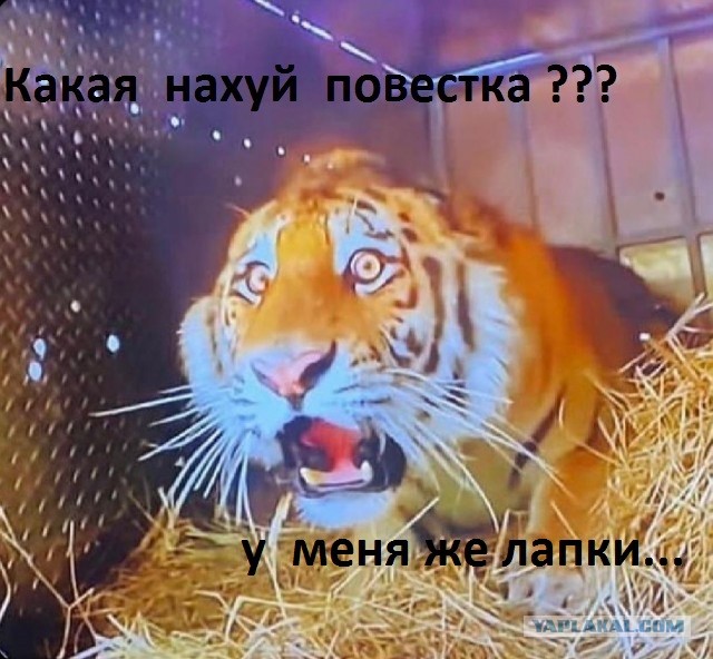 Зоозащитники засняли лицо тигра, которого выпускают на волю в джунгли
