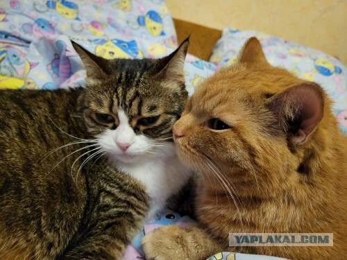 Вторник, сэр кот