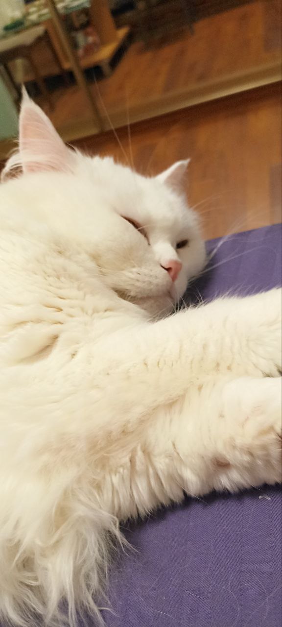 Котовторник