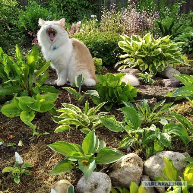 Откуда у котов курдюк и зачем он нужен?