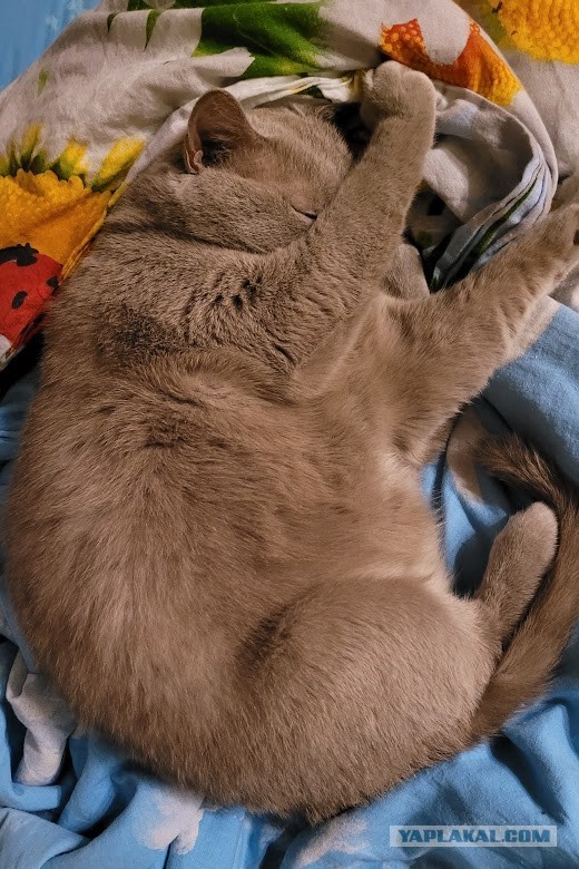 А в следующей жизни я хотел бы быть котом