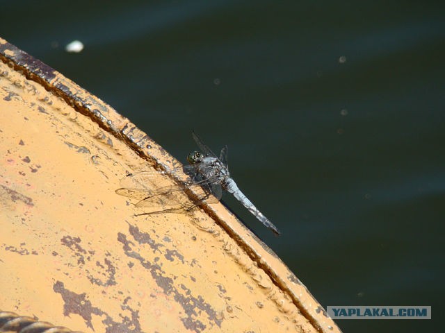 Всяка разна фауна,приблудившаяся ко мне на дачу...