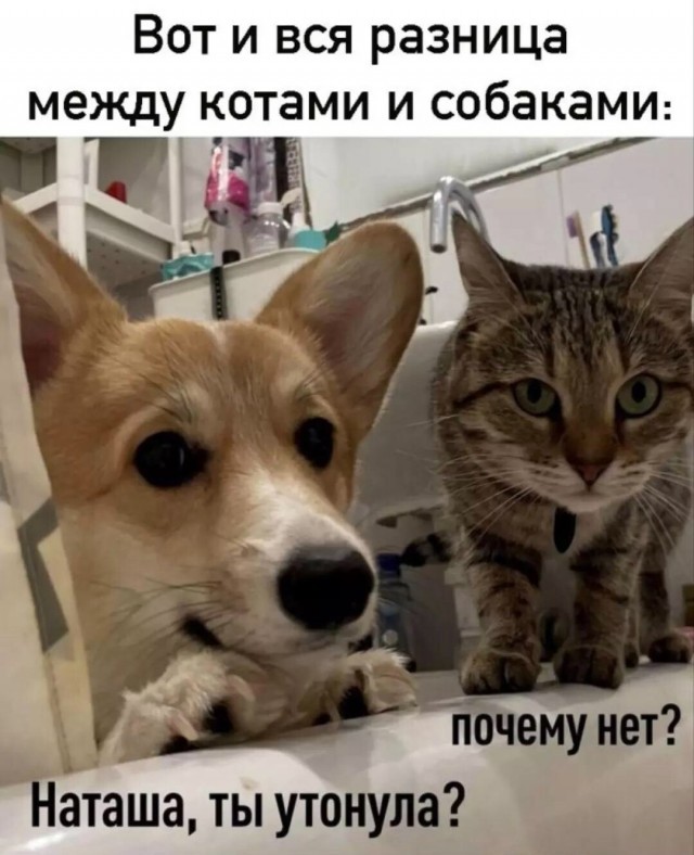 К котовторнику: подборка картинок-баянов с котиками и про котиков. Выпуск 42.