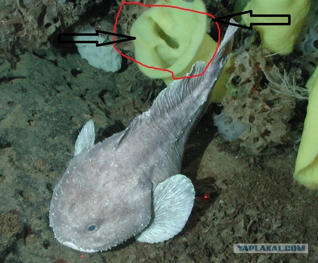 Ужасы морей и океанов