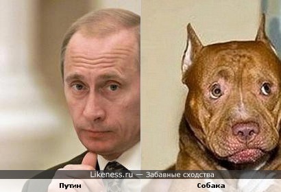 На Крещатике нашли собаку похожую на Путина
