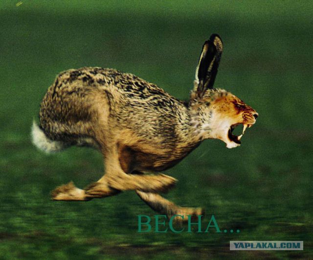 Правда про зайцев