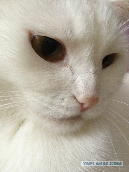 Котовторник  25.03.2014
