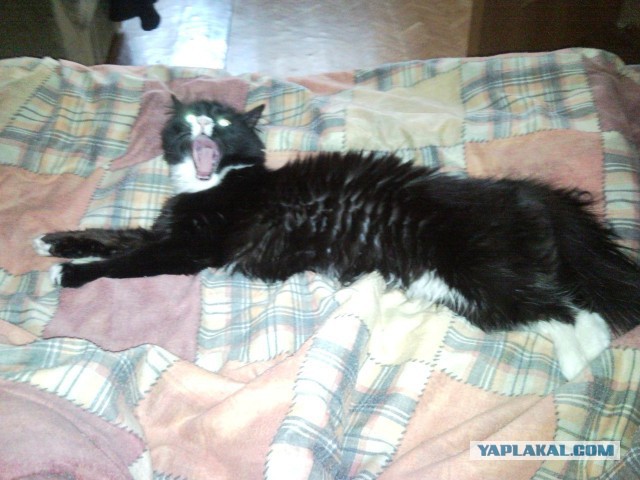 А у тебя есть фото твоей зевающей котейки ?