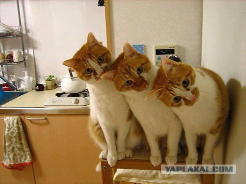 Котовторник 05.08.2014