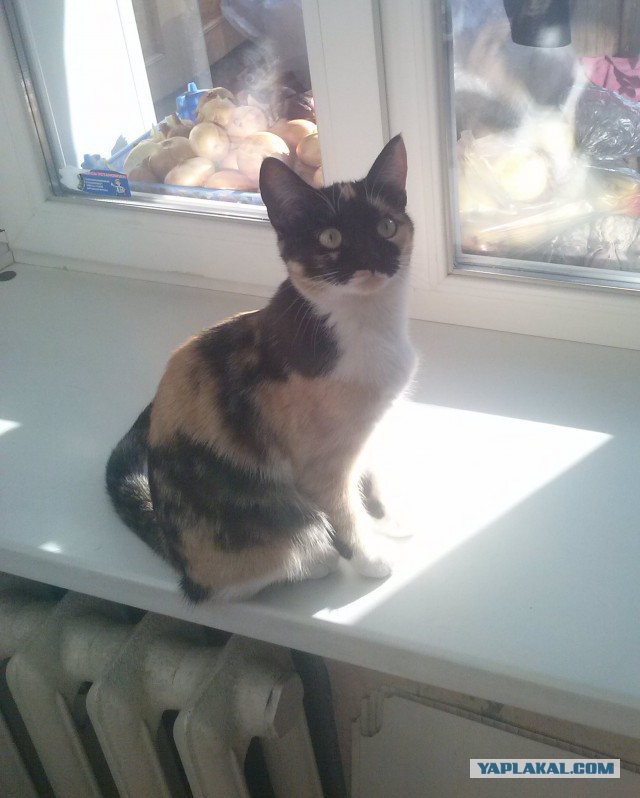 Котовторник 20.01.2015