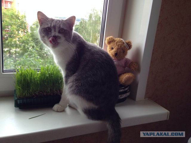 Котовоскресенье