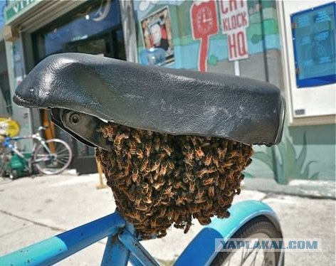 Коттедж опасных соседей