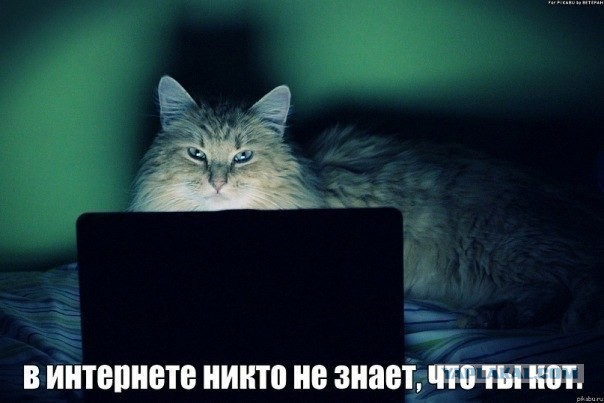 В интернете никто не знает что ты кот, никто!