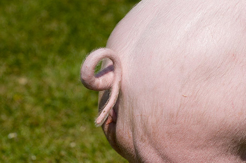 Стоковые векторные изображения по запросу Хвост свиньи