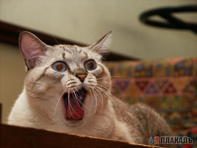 Коты, кошки, котята