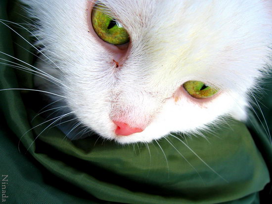 Коты, кошки, котята