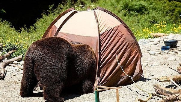 Мохнатые беспредельщики