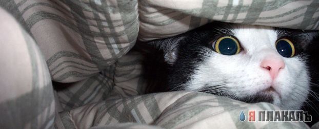 Коты, кошки, котята