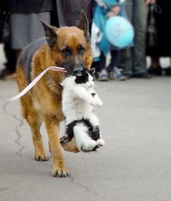 Демы к котовторнику!
