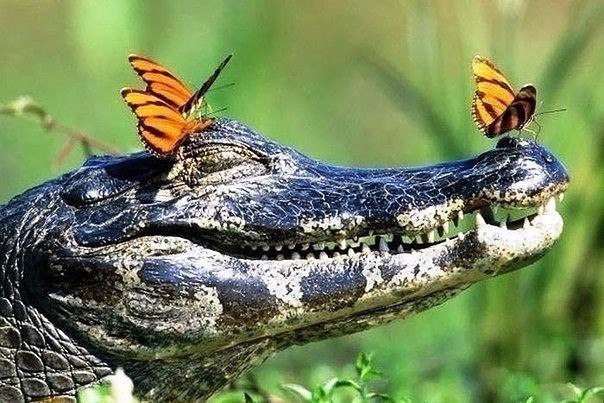 Божьи твари