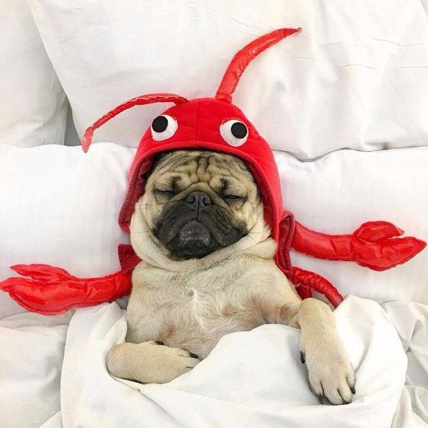 Прикольные животные