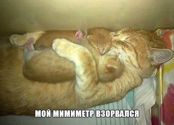 Прикольные животные