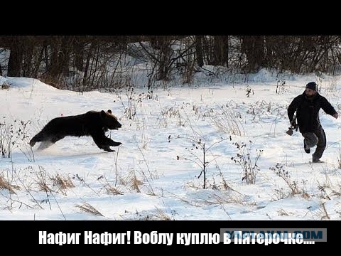 В Норильске вежливый рыбак пытался отвоевать свой улов у медведя