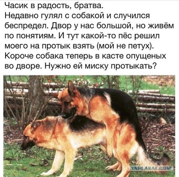 Вопрос уголовника  80 левела