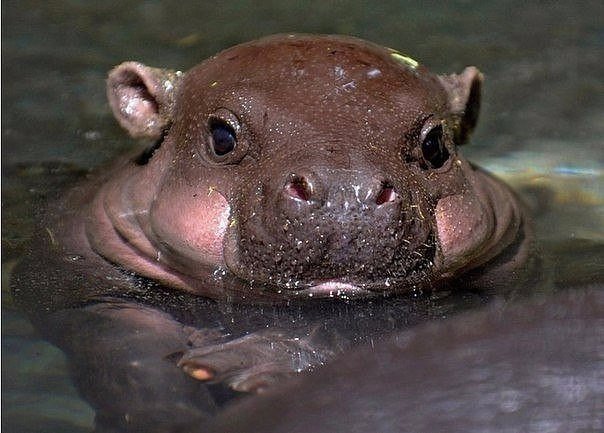 Самые смешные животные
