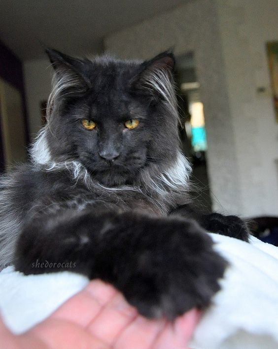 Коты из сети