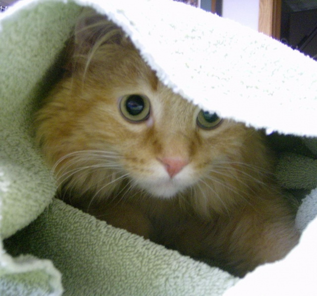 Котовторник 21.02.2017