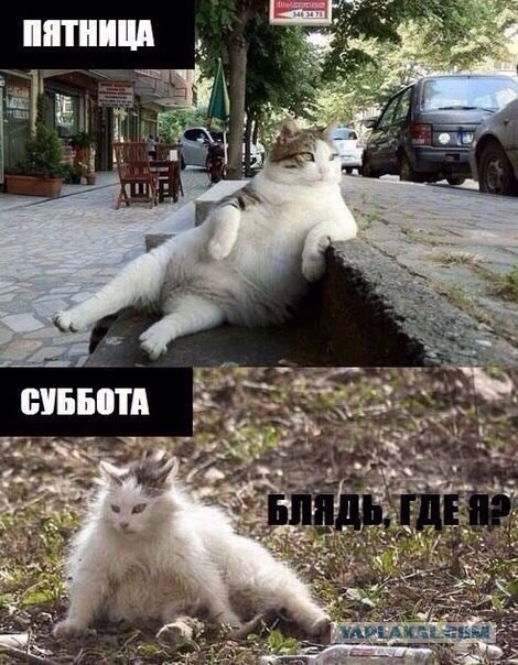 Мой хомяк вчера потерялся. Появился только под утро.