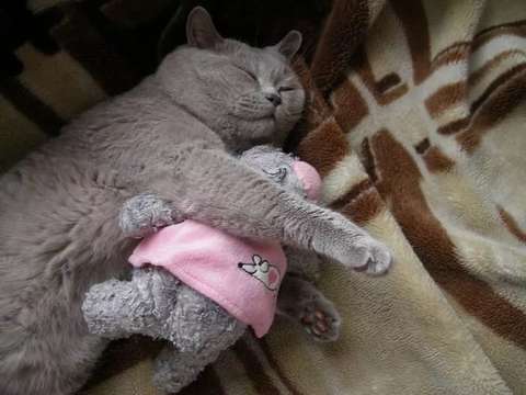 Коты и Кошки