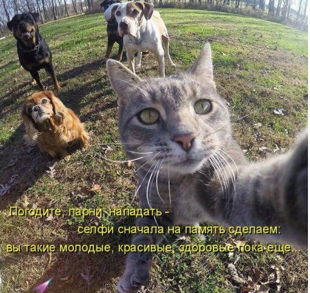 Забавные фото с надписями