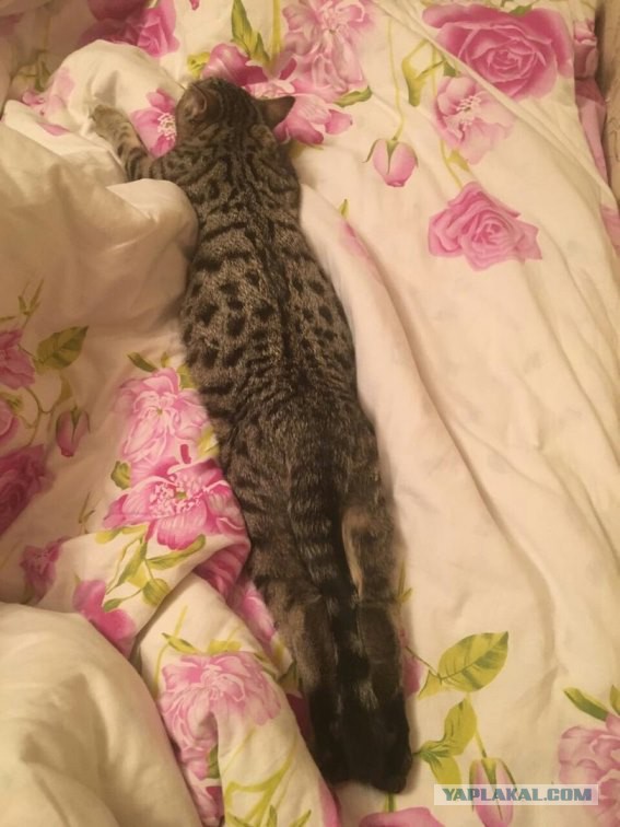 Правильно ли спит кот?