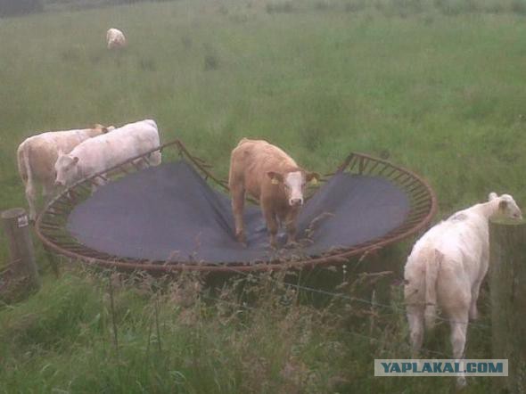 Чем занимаются хаски, когда думают, что их никто не видит