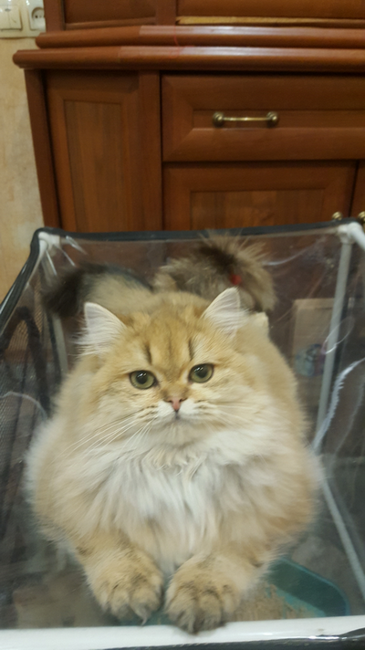 Котовторник 16.01.2018