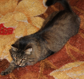 Котовторник  23.01.2018