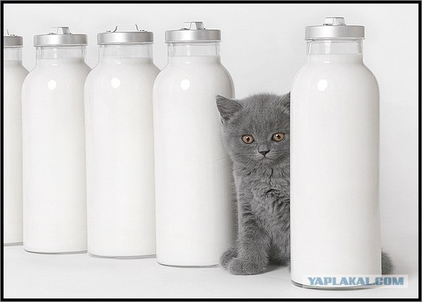 Даёшь Котовторник на ЯПе! (29.07.08)