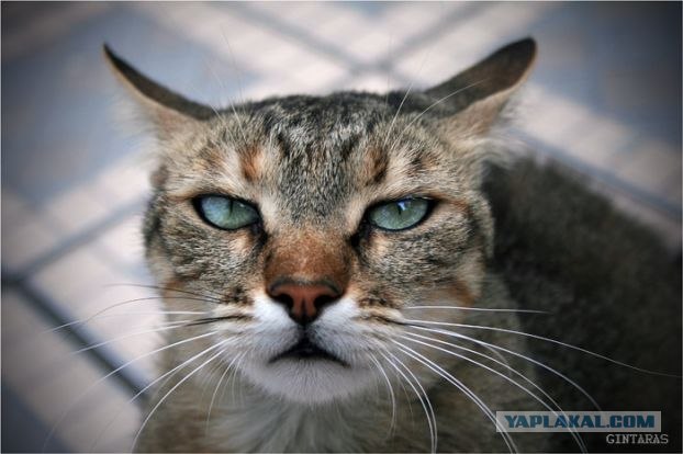 Котовторнику Да (09.12.08)
