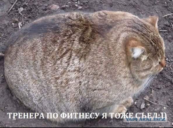 Смешные комментарии из социальных сетей 27.07.2018
