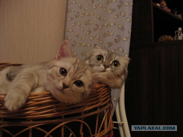 Котовторник на 07.07.2009