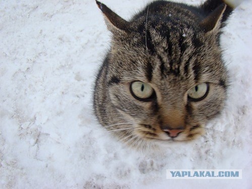 А вот котовторничек