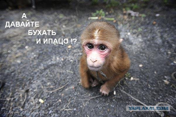 Алкопост на вечер этой пятницы