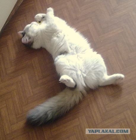 It's Catursday Fever! (Котовторник)