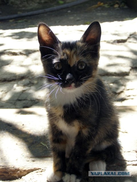 Котовторник объявляется открытым!