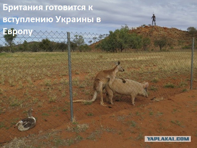 Немного веселых картинок из этих наших интернетов