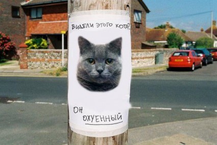 Котэшности